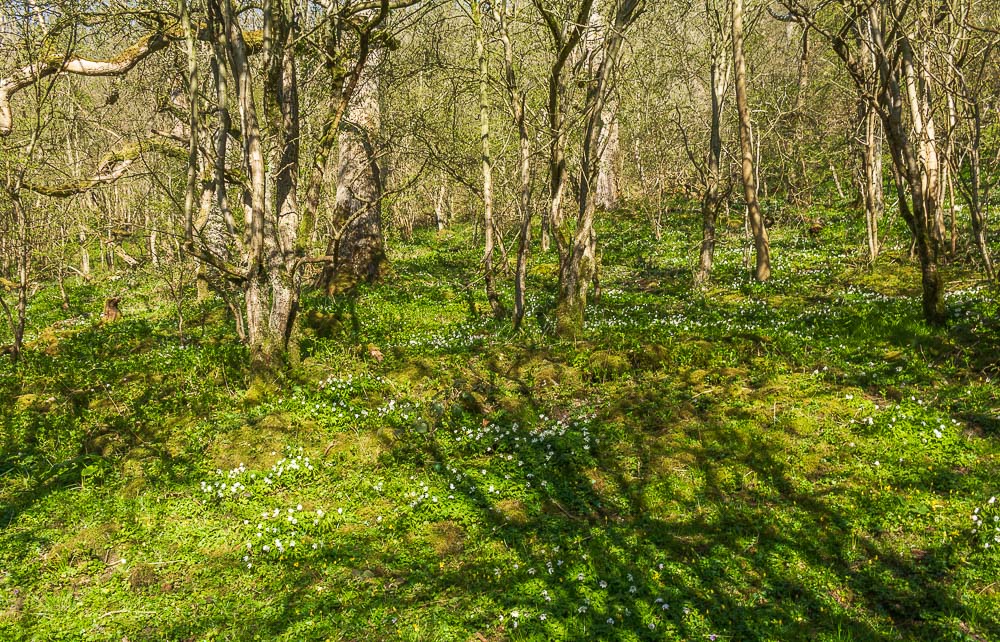 Wood Anemones Wood Anemones